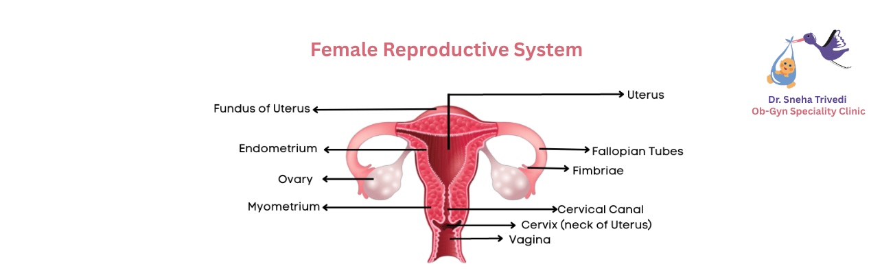 Dr. Sneha Trivedi Clinic Women's Health Care